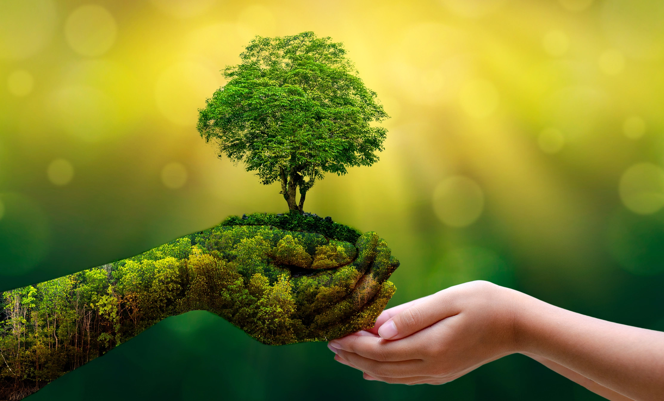 Restauración de bosques y funciones ambientales